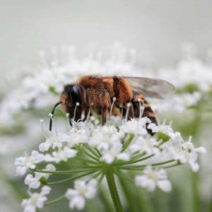 Umwelt und Nachhaltigkeit- Biene auf weißer Blume