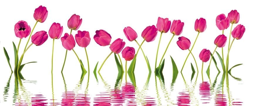 Titelbild Hygienekatalog - magenta Tulpen spiegeln sich im Wasser