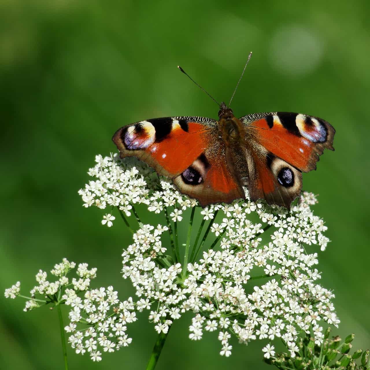 Brauner Schmetterling Pfauenauge mit ausgebreiteten Flügeln auf weisser Schafsgarbe