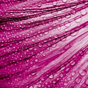 Ausschnitt eines rot-violetten Blütenblattes mit Regentropfen - für Raumbeduftung - elegantes Raumduftsystem