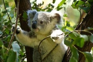 Koala Bär im Bambus - Eukalyptus-Geruch fördert Leistungsfähigkeit und Konzentration, Wohlbefinden und Entspannung durch Raumduft