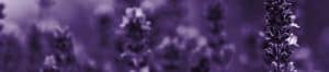 Farbe Posh Purple - Farbe für Waschraum-Spender Panels - CleanUp - mietspender.de