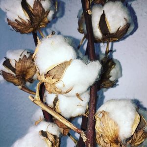 Duftnote Pure Cotton - für Air Bar