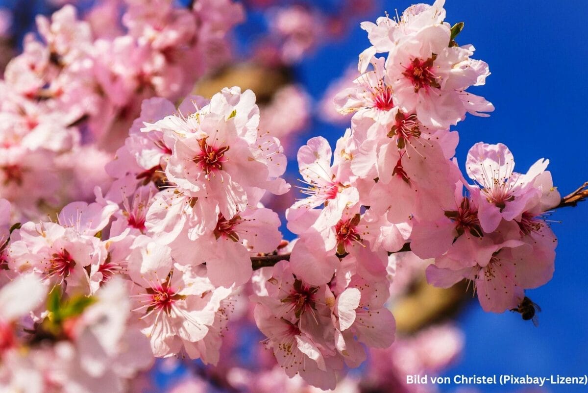 Japanischer Kirschblütenzweig in rosa mit blauem Hintergrund
